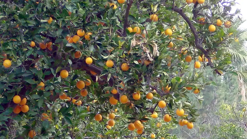 Laranjas maduras em árvore, exemplo da produção que pode ser destinada à indústria