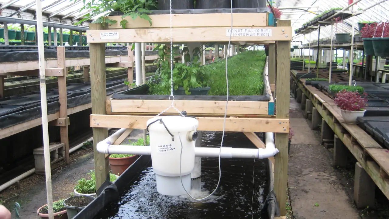 Sistema de aquaponia com tanque de peixes e cultivo de plantas, imagem ilustrativa.