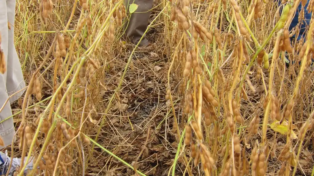 Lavoura de soja em plantio direto, com palhada cobrindo o solo