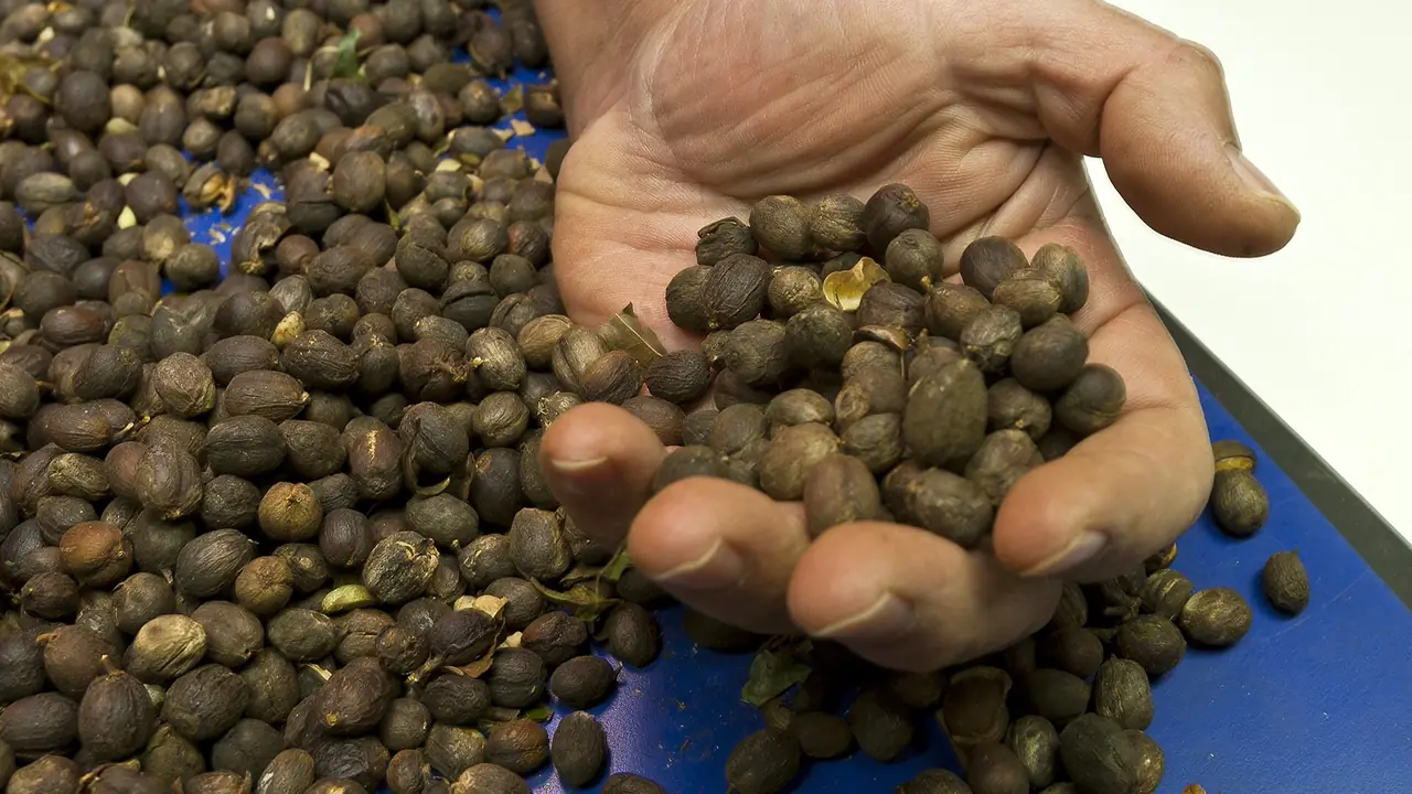 Mão separando frutos de café durante a classificação da produção.