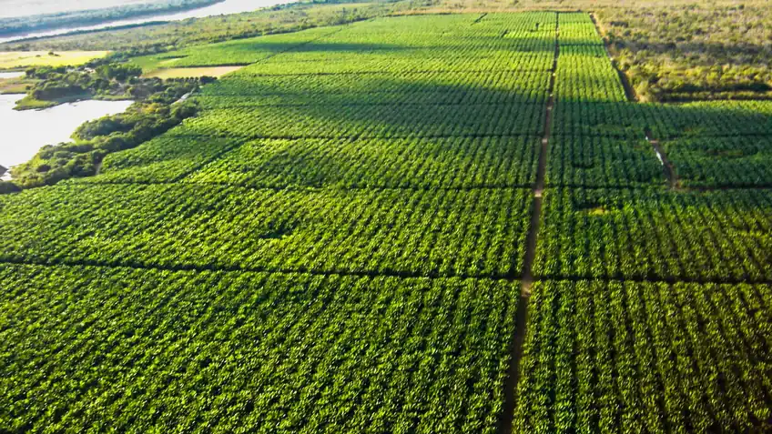 Lavoura irrigada no Vale do São Francisco