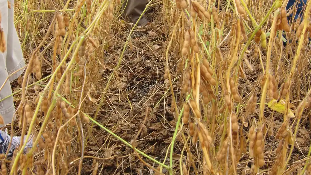 Plantas de soja secas sobre palhada em área de plantio direto