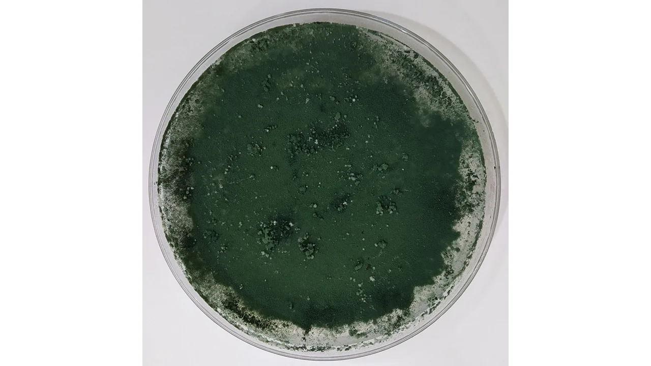 Placa de laboratório com colônia de Trichoderma estudada pela Embrapa.