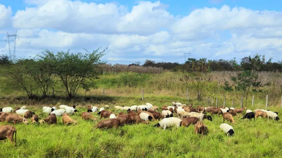 Rebanho de ovinos em pastagem no Semiárido