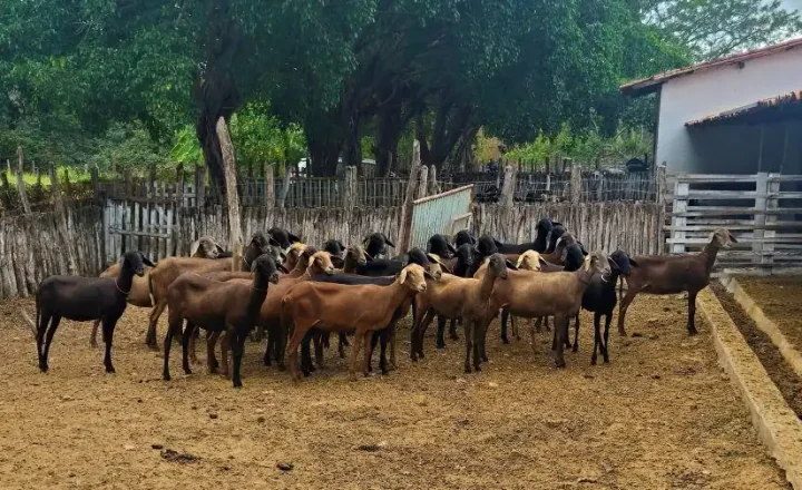 Caprinos em instalação da Embrapa Caprinos e Ovinos em Sobral