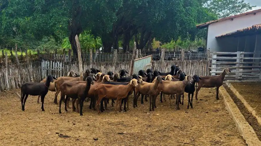 Caprinos em instalação da Embrapa Caprinos e Ovinos em Sobral