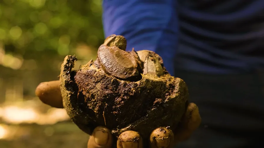 Ouriço de castanha-da-amazônia nas mãos de um coletor na floresta