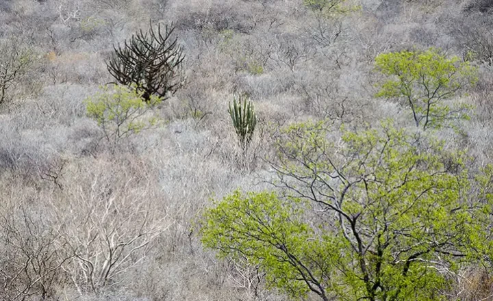 Vegetação da Caatinga em área semiárida, tema do estudo sobre fungos nativos.