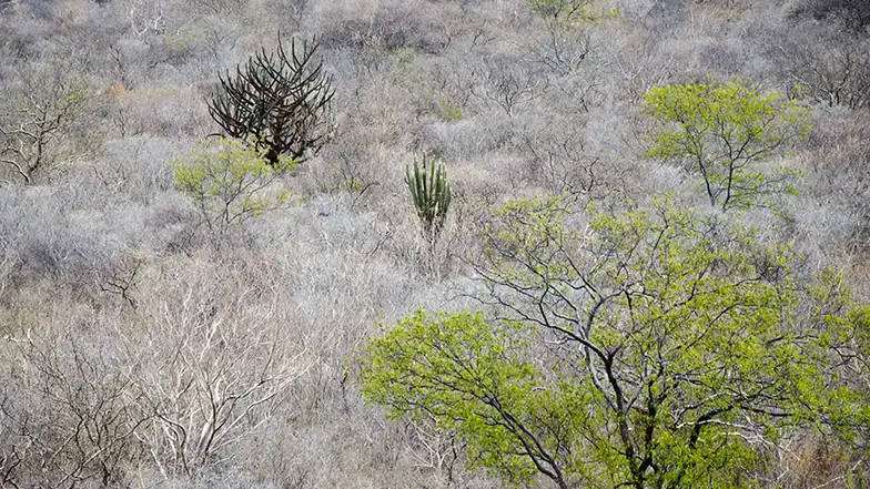 Vegetação da Caatinga em área semiárida, tema do estudo sobre fungos nativos.