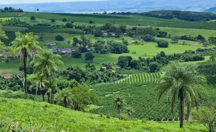 Lavouras de café em área rural de Minas Gerais, em vista panorâmica.