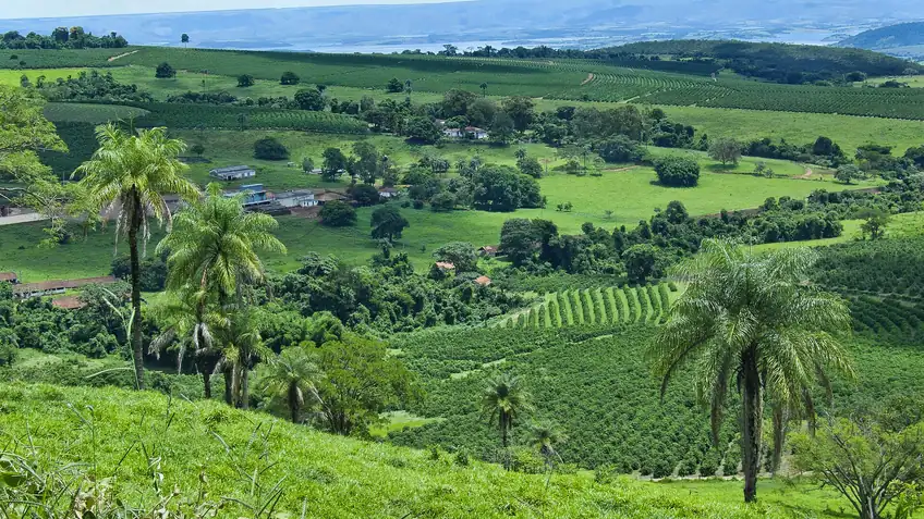 Lavouras de café em área rural de Minas Gerais, em vista panorâmica.
