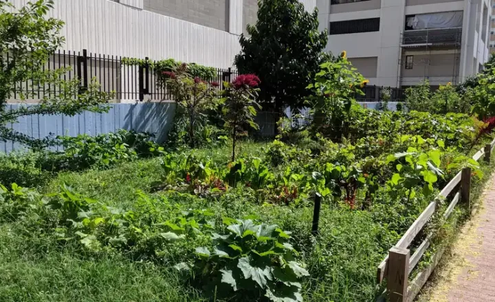 Horta comunitária com diferentes culturas em área urbana.