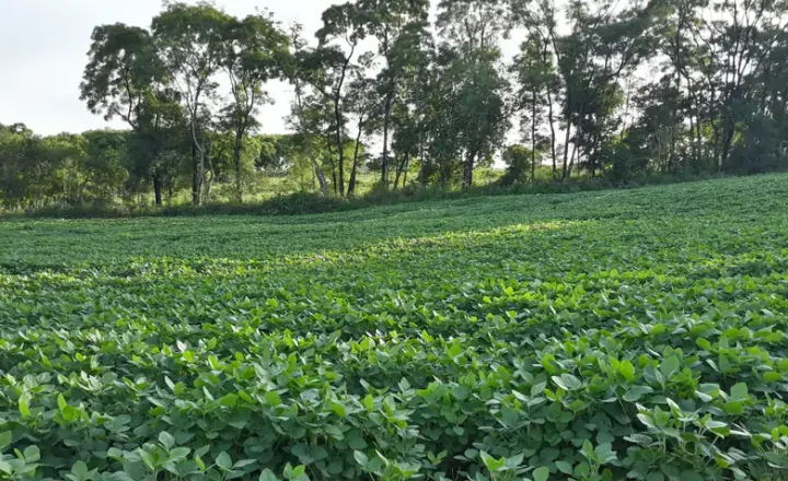 Lavoura de soja em fase de desenvolvimento