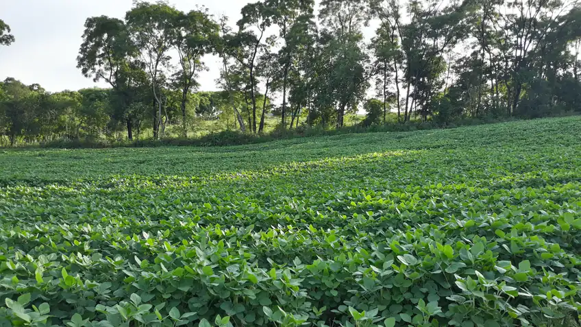 Lavoura de soja em fase de desenvolvimento