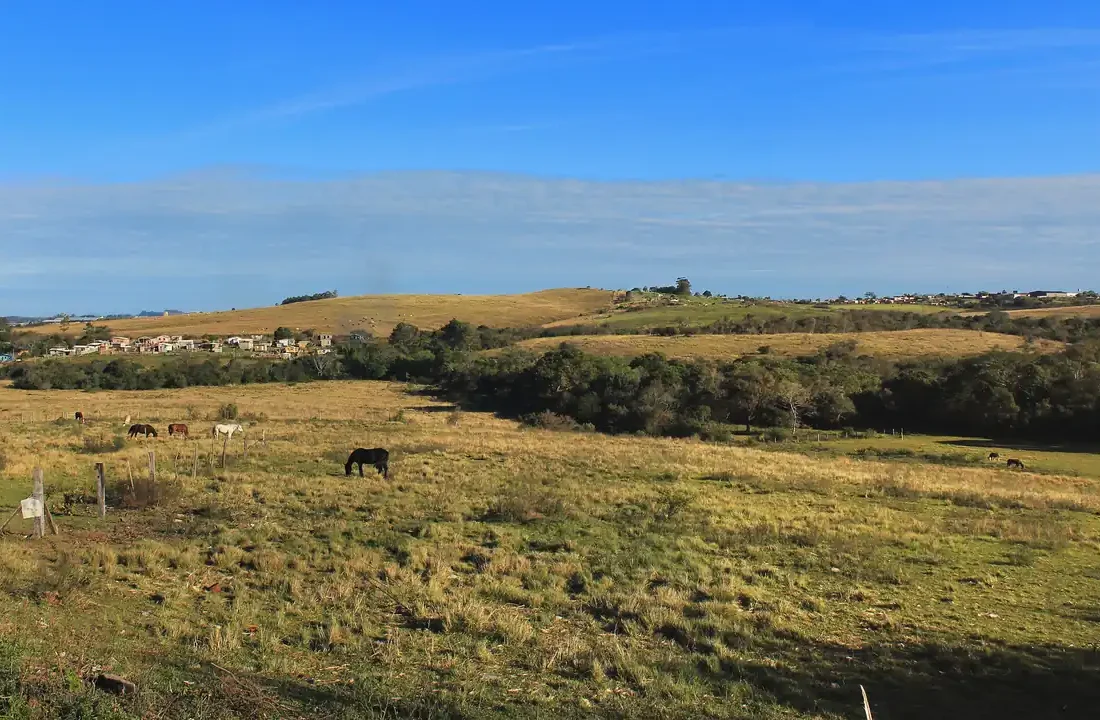 Paisagem de campos do bioma Pampa no Rio Grande do Sul, com criação extensiva. Foto: Arlei Antunes/Wikimedia Commons, CC BY-SA 4.0.