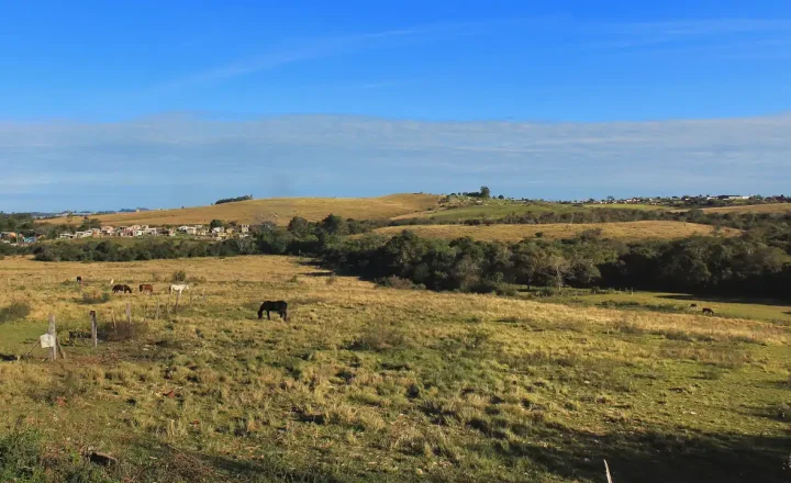 Paisagem de campos do bioma Pampa no Rio Grande do Sul, com criação extensiva. Foto: Arlei Antunes/Wikimedia Commons, CC BY-SA 4.0.