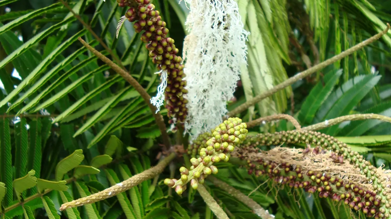 Flor e inflorescências do pracaxi em meio à folhagem.