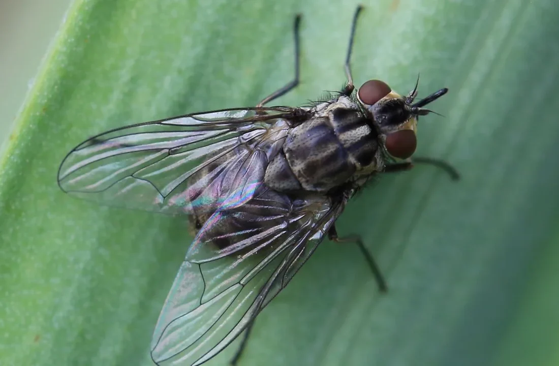 Mosca-do-estábulo (Stomoxys calcitrans) em foto macro
