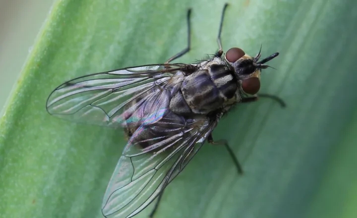 Mosca-do-estábulo (Stomoxys calcitrans) em foto macro