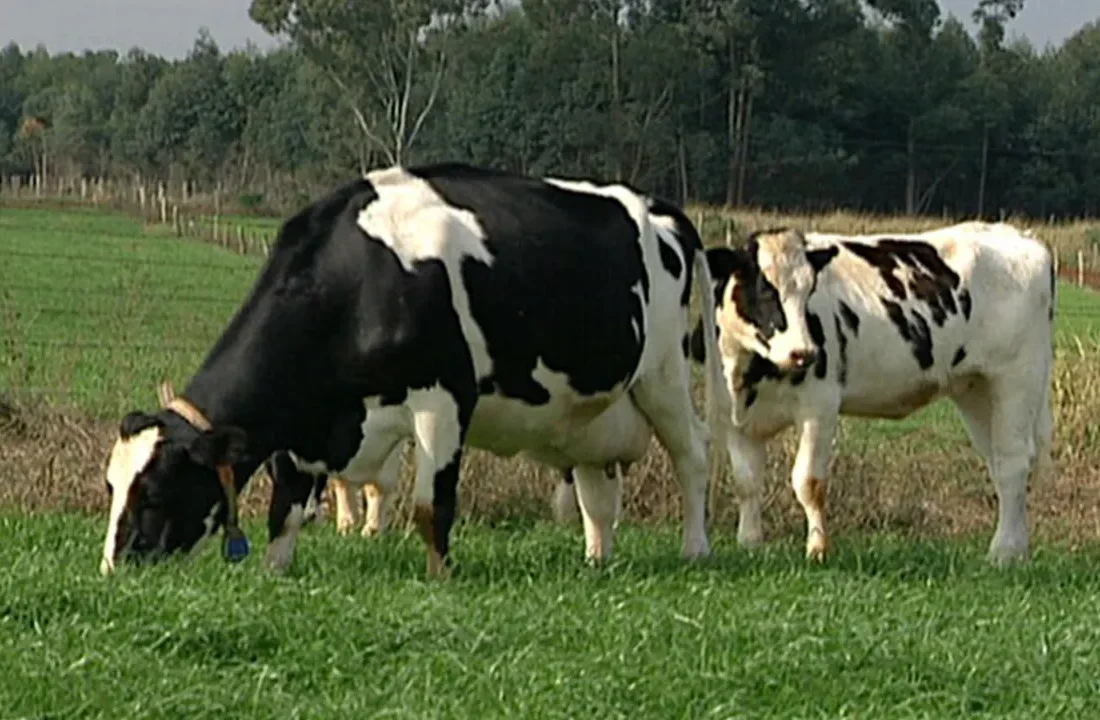 Gado leiteiro em pastagem no Paraná