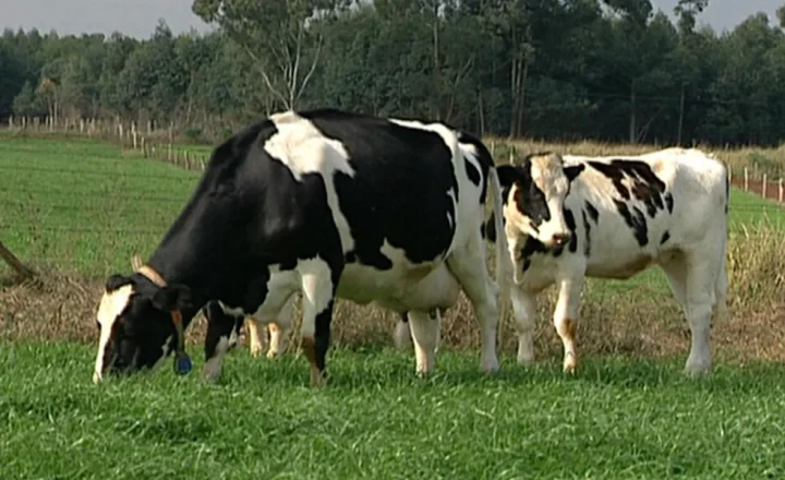 Gado leiteiro em pastagem no Paraná