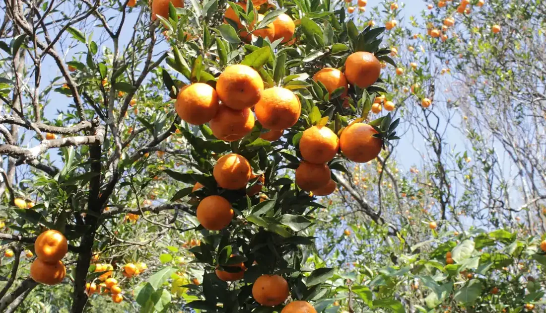 Laranjas maduras em pomar durante a safra