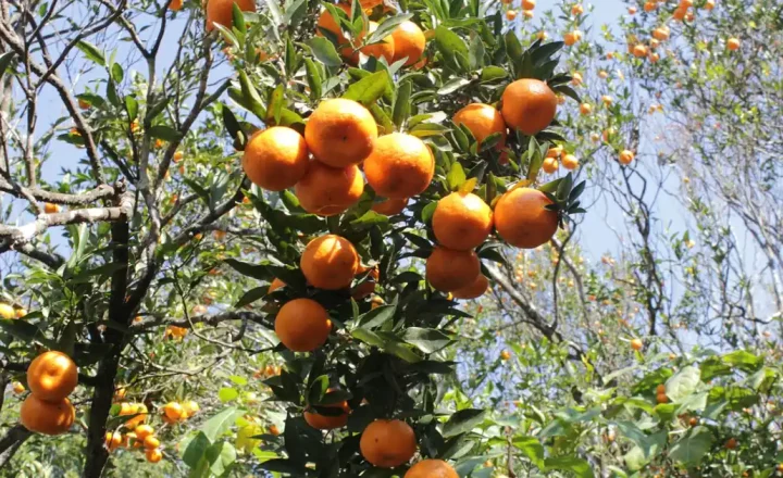 Laranjas maduras em pomar durante a safra