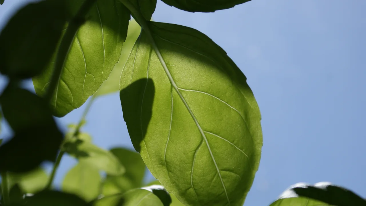 Folhas de manjericão, exemplo de planta aromática