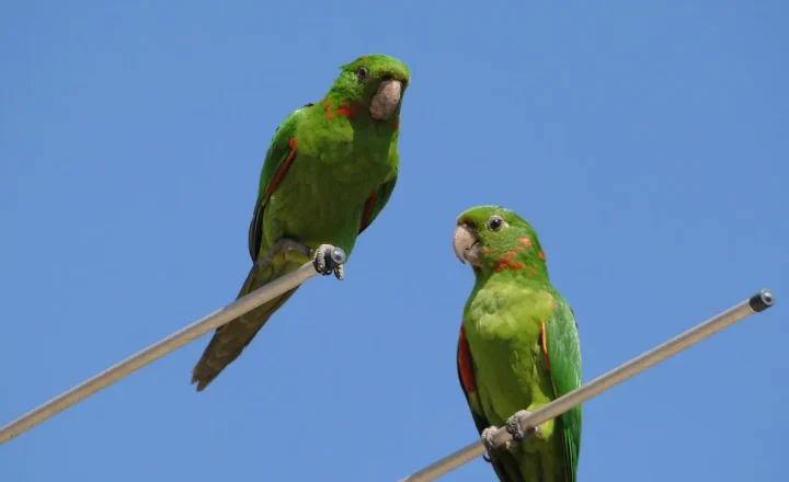 Duas maritacas pousadas em fios contra o céu azul