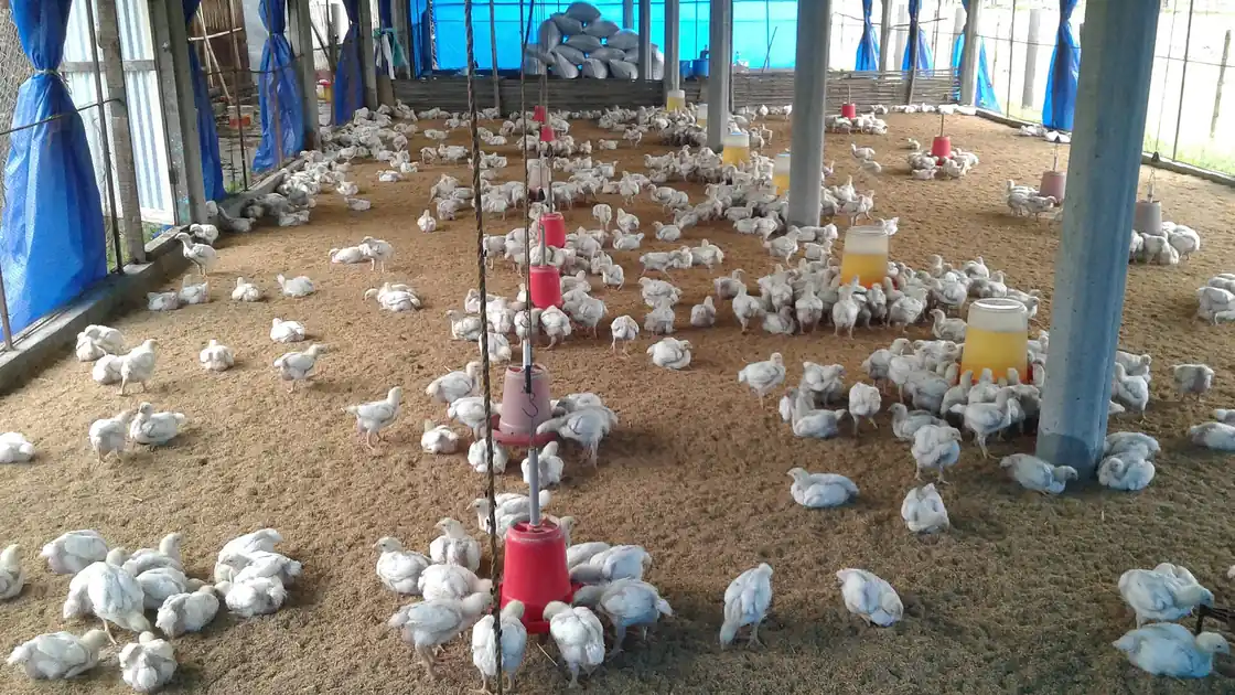 Frangos em instalação de criação, imagem contextual para a abertura de mercado de carne de aves