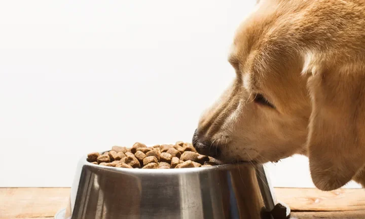 Cão comendo alimento seco, imagem da abertura de mercado para alimentação de animais de companhia