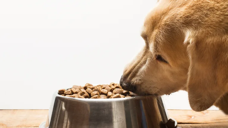 Cão comendo alimento seco, imagem da abertura de mercado para alimentação de animais de companhia