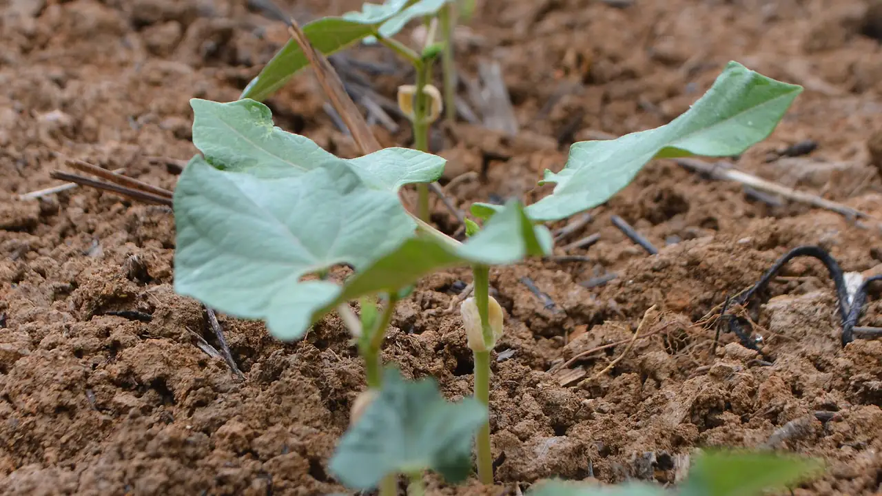 Plantio de feijão em pequena propriedade; exemplo de atividade que pode receber investimento produtivo.