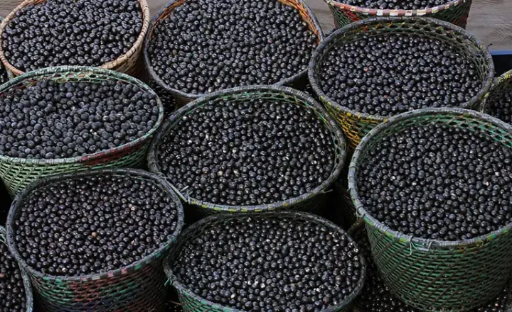Cesta de frutos de açaí em fotografia da Embrapa, usada como imagem de referência para a pesquisa do nanofertilizante.