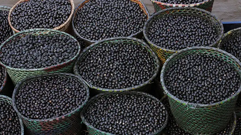 Cesta de frutos de açaí em fotografia da Embrapa, usada como imagem de referência para a pesquisa do nanofertilizante.