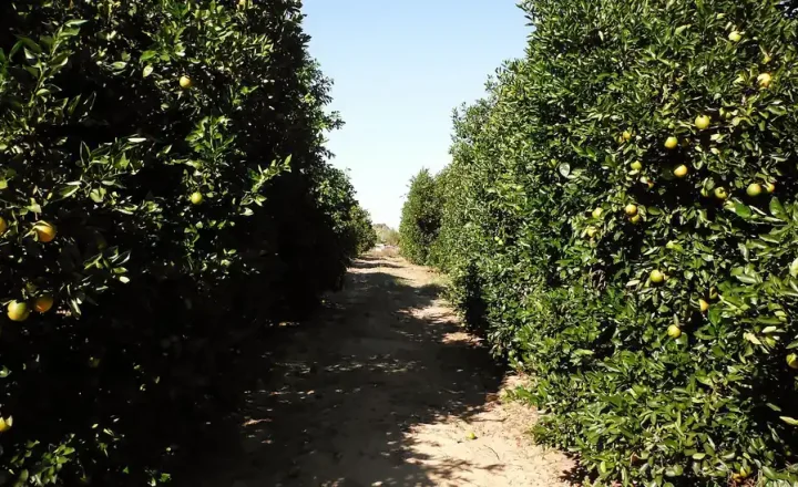 Pomar de laranja com frutos em diferentes pontos de maturação.