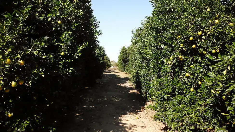 Pomar de laranja com frutos em diferentes pontos de maturação.