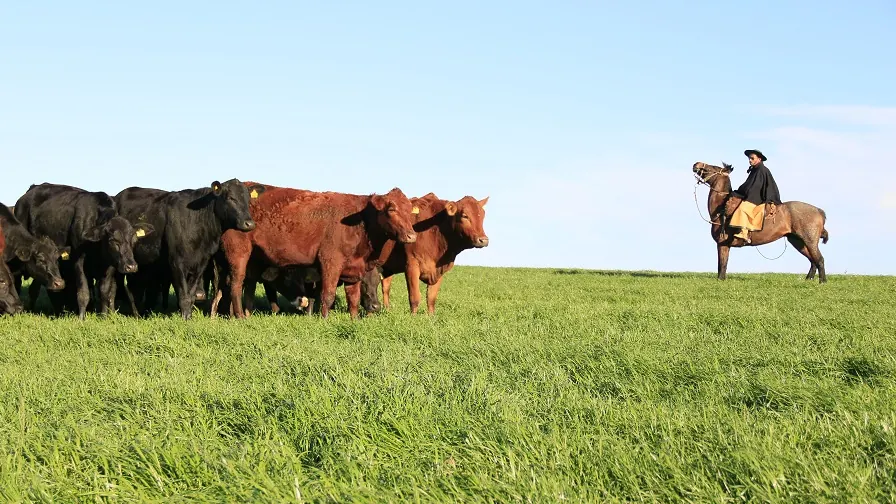 Rebanho de bovinos de corte em pastagem com trabalhador a cavalo