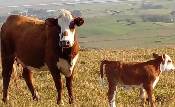 Vaca e bezerro de corte em pastagem no Rio Grande do Sul