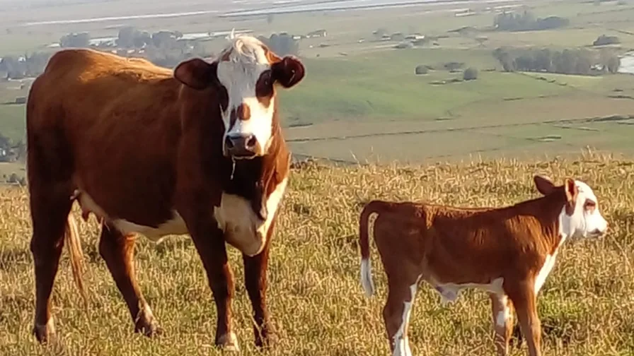 Vaca e bezerro de corte em pastagem no Rio Grande do Sul