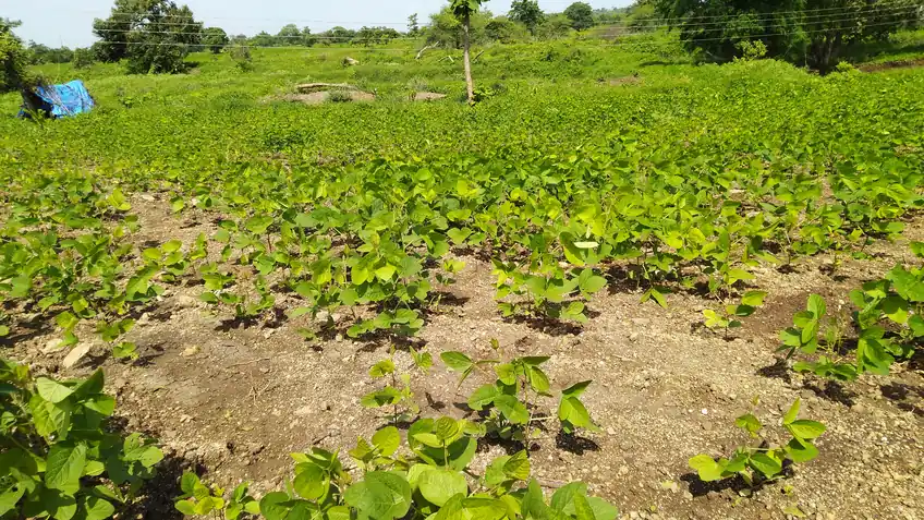 Lavoura de soja em desenvolvimento, imagem de referência