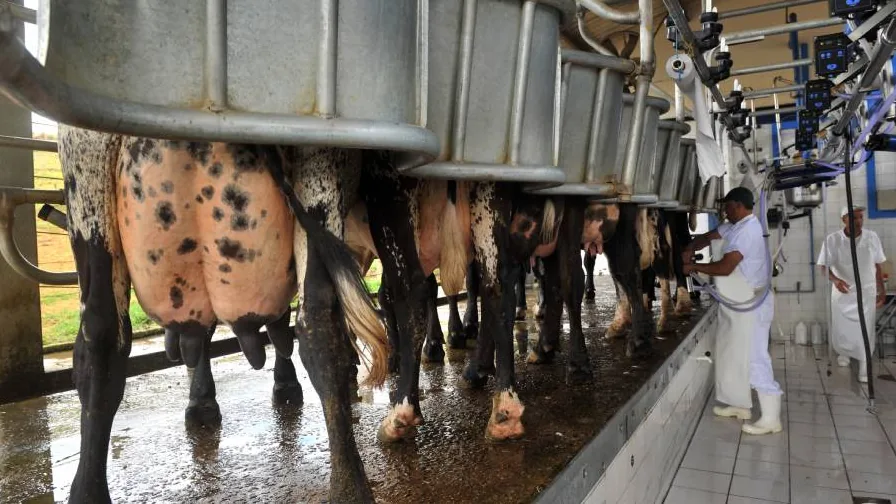 Ordenha de bovinos leiteiros em instalação rural
