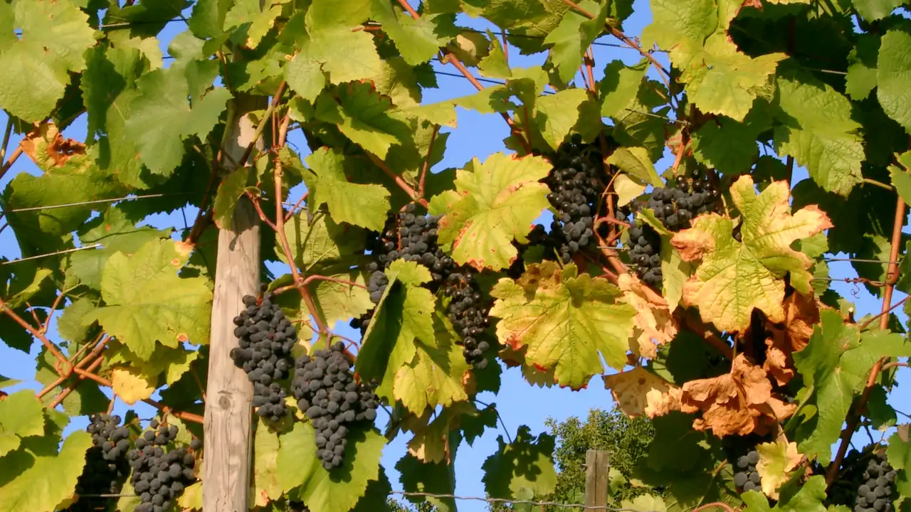 Cachos de uvas em videira, imagem contextual sobre a produção de vinho