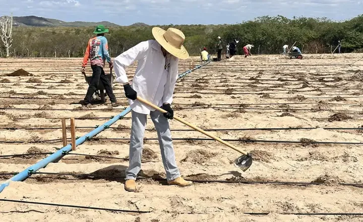 Campo de multiplicação de sementes crioulas em Delmiro Gouveia, Alagoas