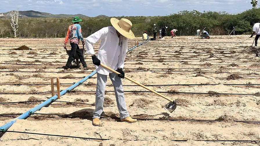 Campo de multiplicação de sementes crioulas em Delmiro Gouveia, Alagoas