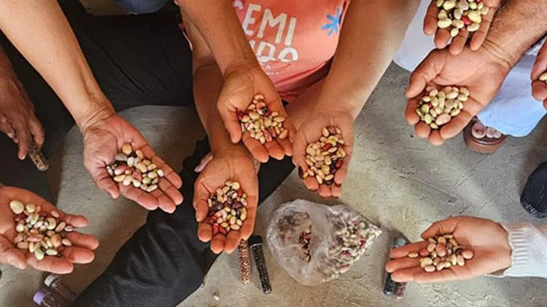 Sementes crioulas mostradas pelas mãos de agricultores em oficina de banco comunitário