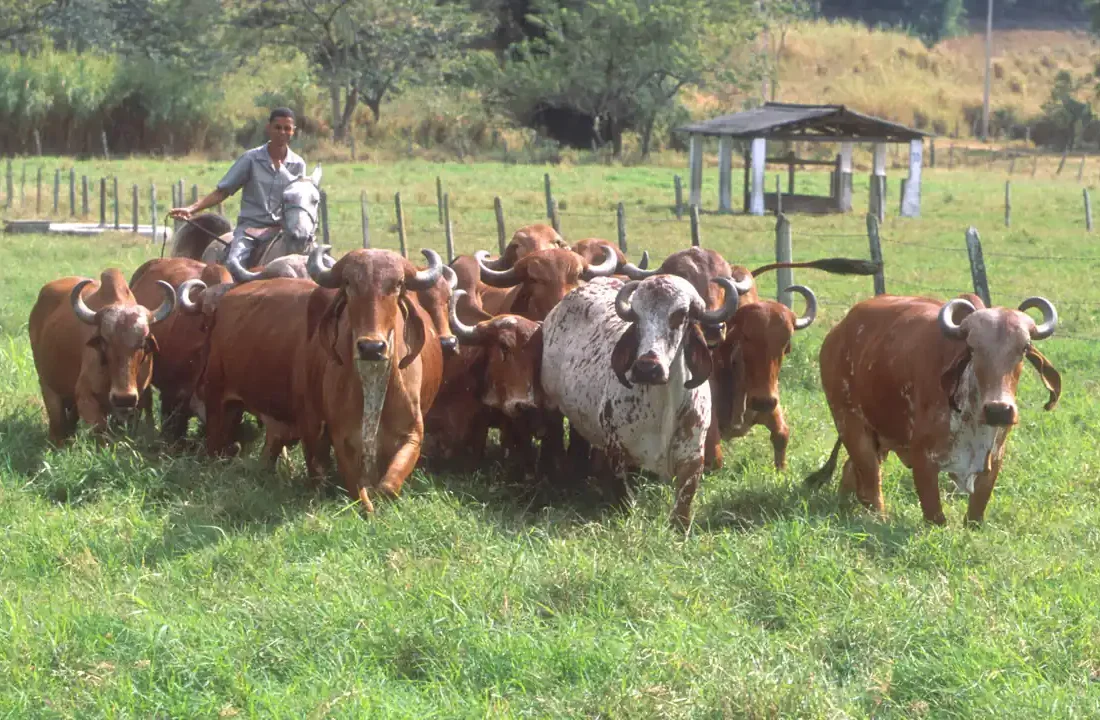 Gado bovino em pastagem, em imagem de arquivo