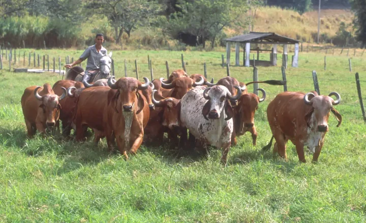 Gado bovino em pastagem, em imagem de arquivo