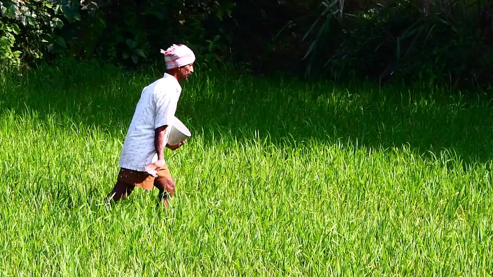 Agricultor aplica fertilizante manualmente em uma lavoura