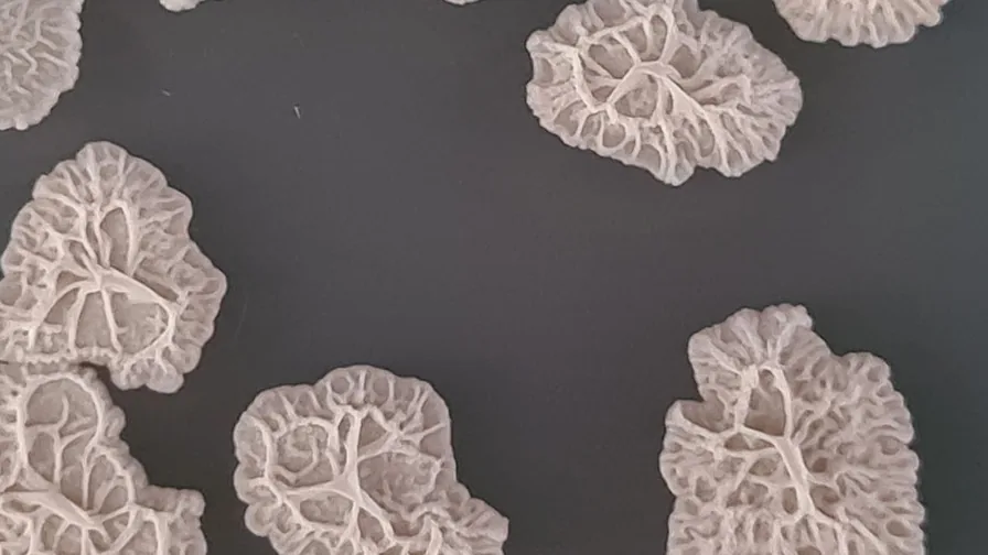 Estruturas de Bacillus observadas em imagem de laboratório